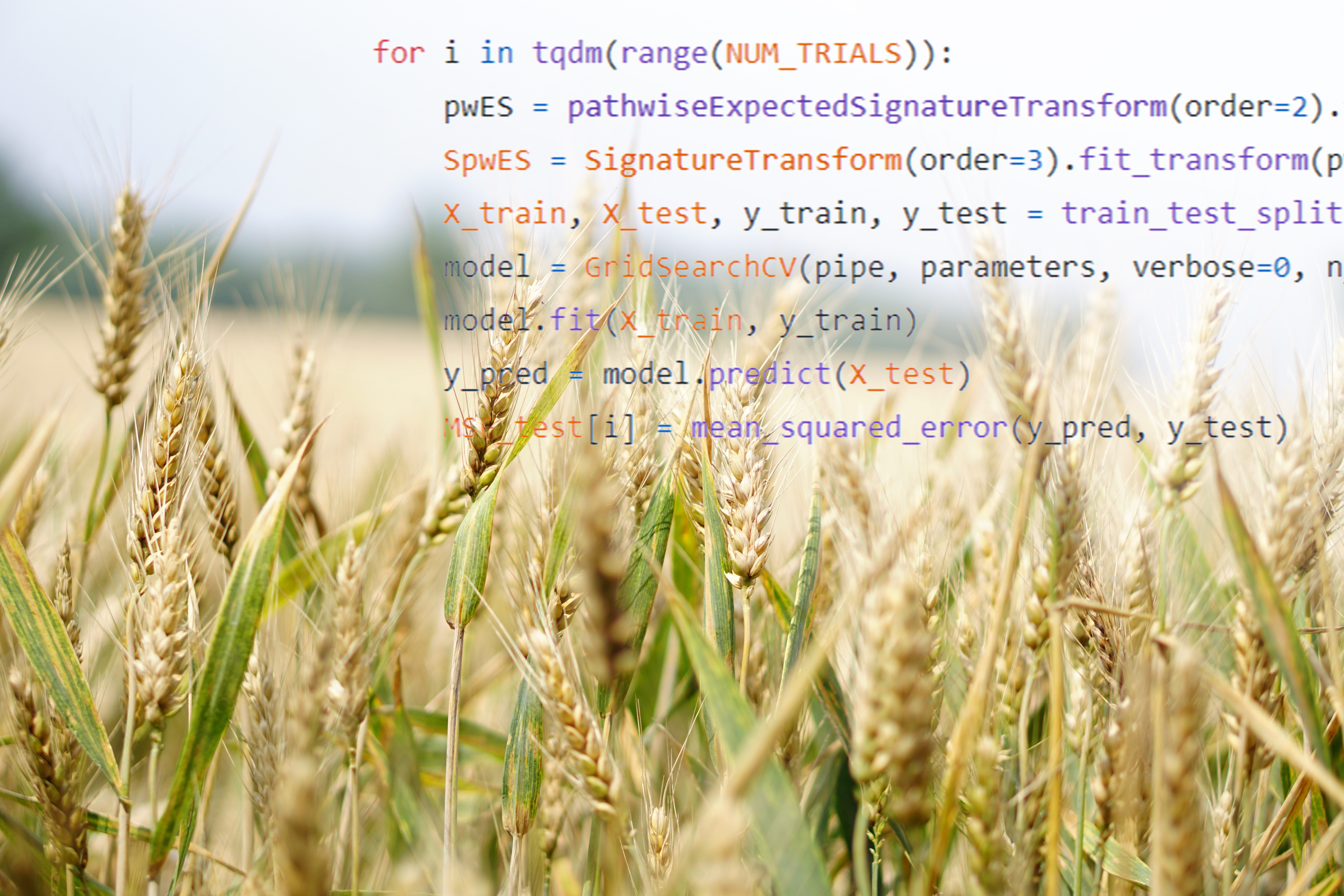 wheat